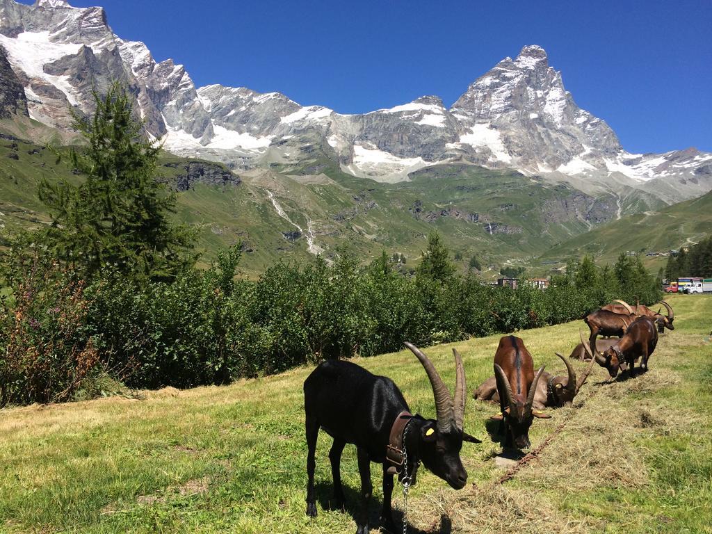 Hotel Mignon Breuil-Cervinia Eksteriør billede